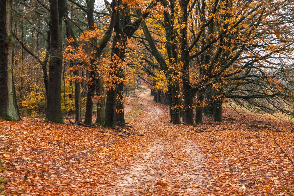 Casas Rurales en Otoño: la escapada perfecta entre viñedos y naturaleza